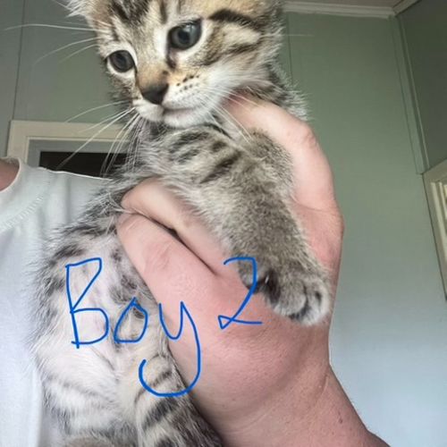 Chase - Domestic Short Hair (DSH) Cat