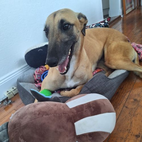 Bella, the greyhound - Greyhound Dog