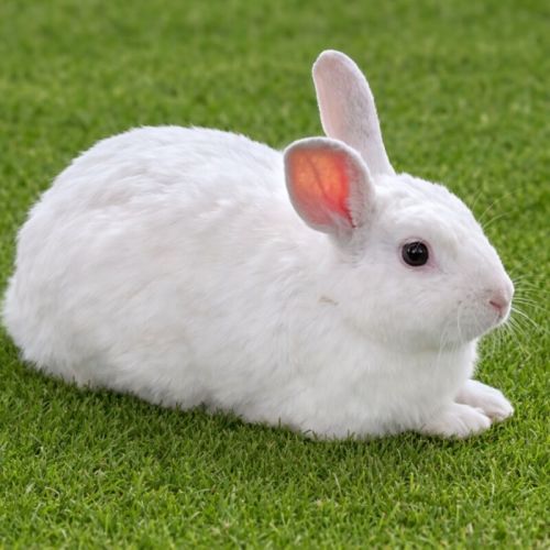 Snowy - New Zealand White Rabbit
