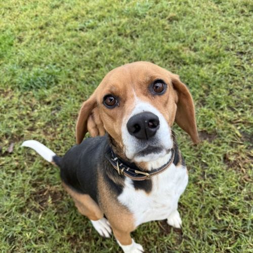 Sammi - Beagle Dog