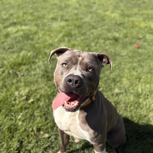 Dudley - American Staffy Dog