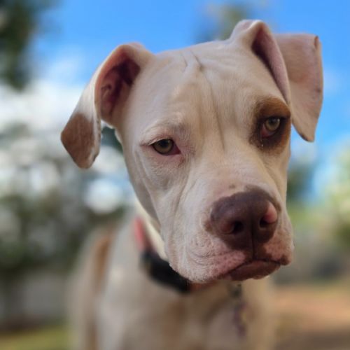 Clementine - American Staffordshire Terrier x American Bulldog