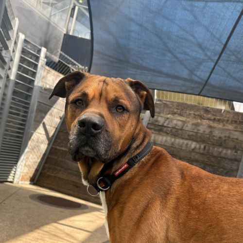 Zeke - Bull Arab Dog