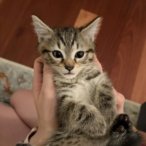 Twix  - Domestic Short Hair (DSH) Cat