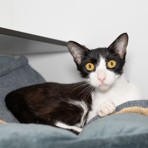 Radhika - Domestic Short Hair Cat