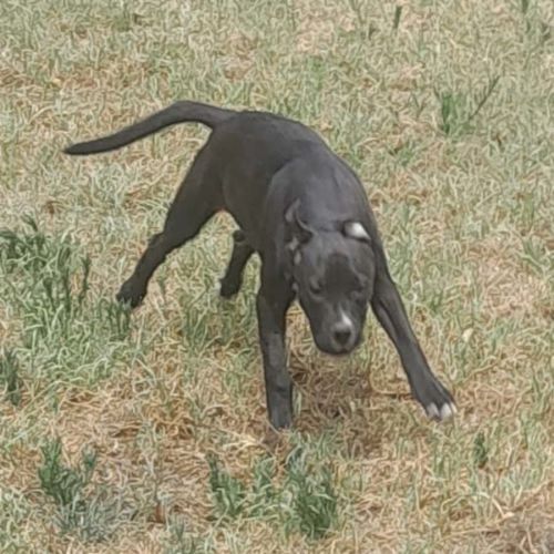 Touki  - Staffordshire Bull Terrier Dog