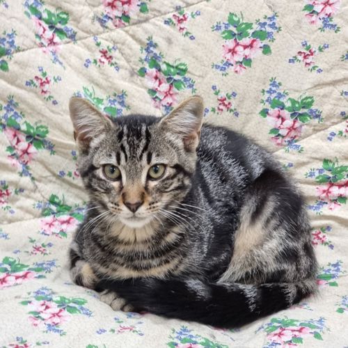 Moe - Domestic Short Hair (DSH) Cat