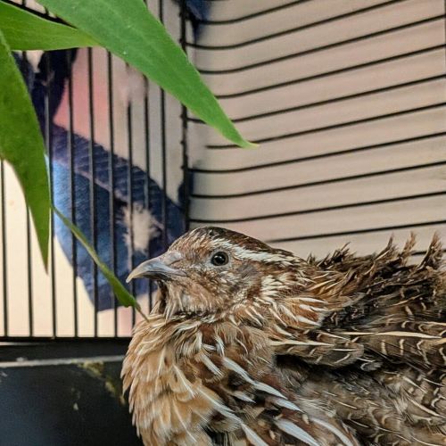 Copper - Quail   Japanese Bird