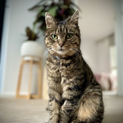 Cherry  - Domestic Short Hair (DSH) Cat