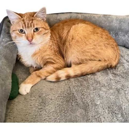 Peeta - Domestic Short Hair (DSH) Cat