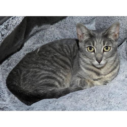 11329 - Jenga - Domestic Short Hair (DSH) Cat