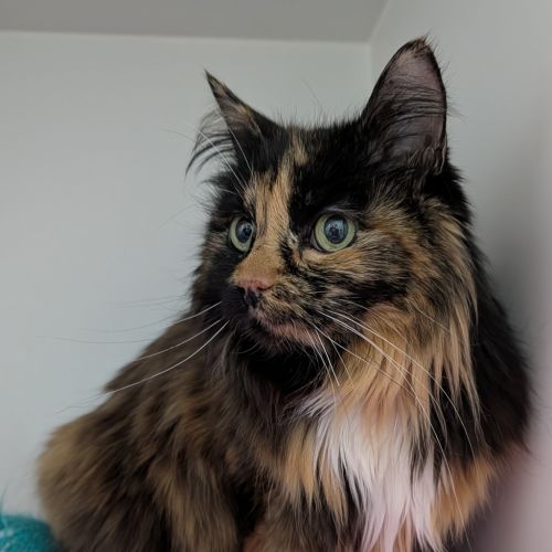 Sasha - Domestic Medium Hair Cat