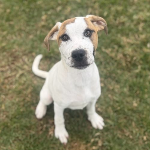 Latte imp 1786 - Australian Cattle Dog x American Staffordshire Terrier Dog