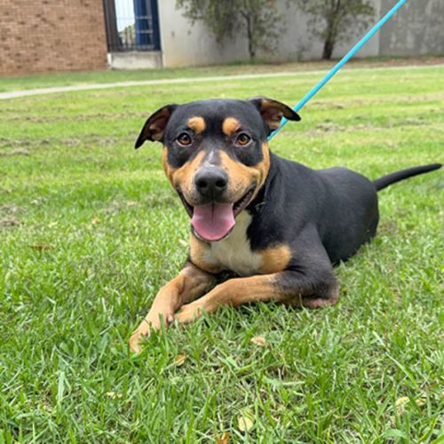Cheese - Staffordshire Bull Terrier Dog