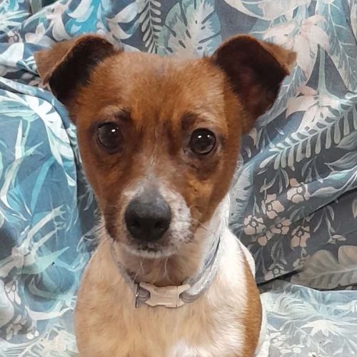 Kerry - Jack Russell Terrier Dog