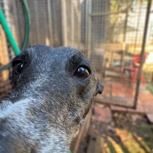 Tara - Greyhound Dog