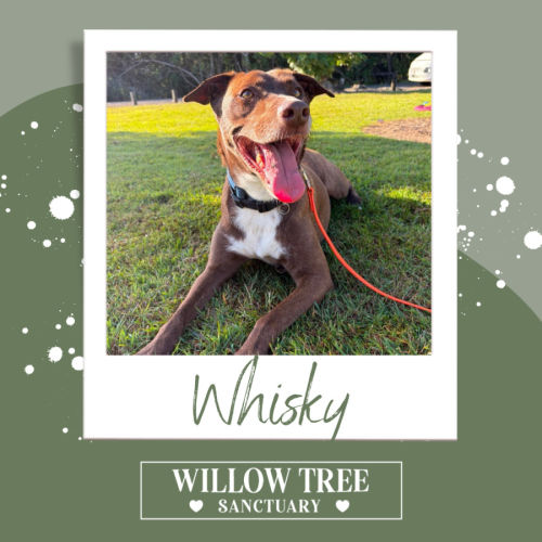 Whisky - Australian Kelpie Dog
