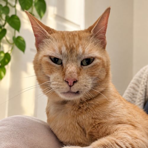 Orlando - Domestic Short Hair (DSH) Cat