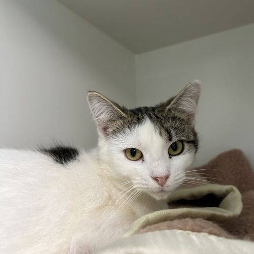 Marnie - Domestic Short Hair Cat