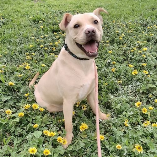 Floss - Labrador Retriever x Staffordshire Bull Terrier Dog