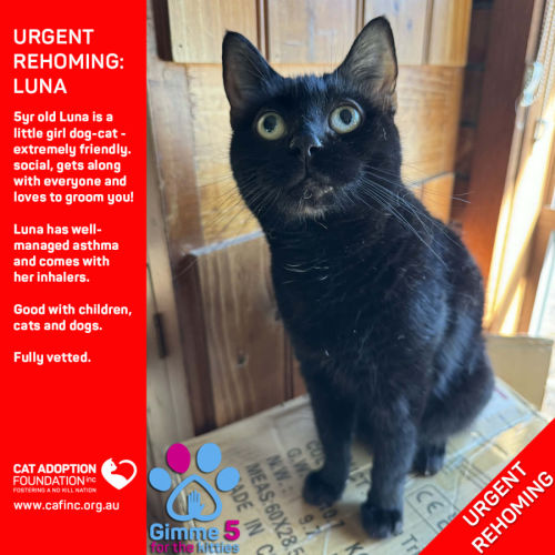 Luna - Domestic Short Hair (DSH) Cat