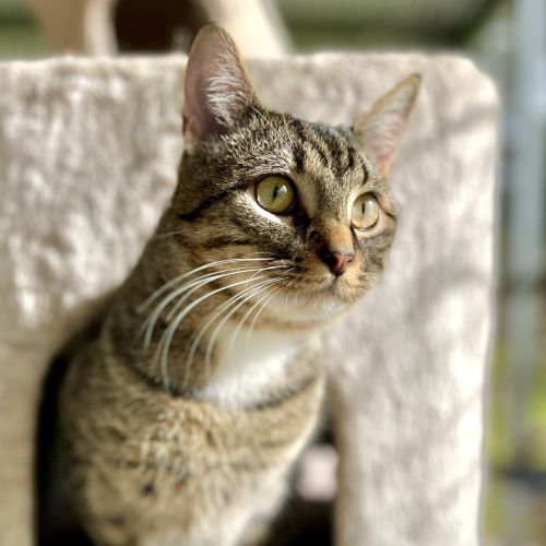 Percy - Domestic Short Hair Cat