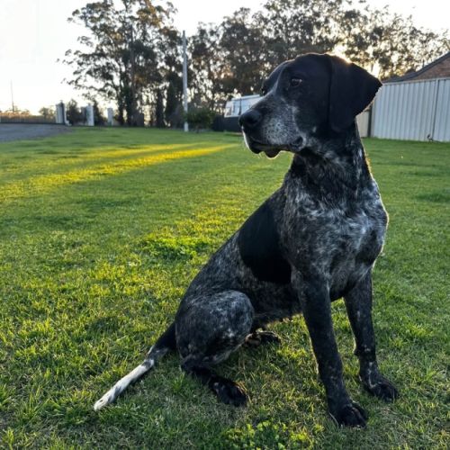 Koda - German Shorthaired Pointer Dog