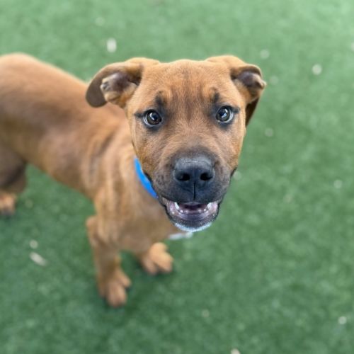 Tantor imp 1670 - Rhodesian Ridgeback Dog