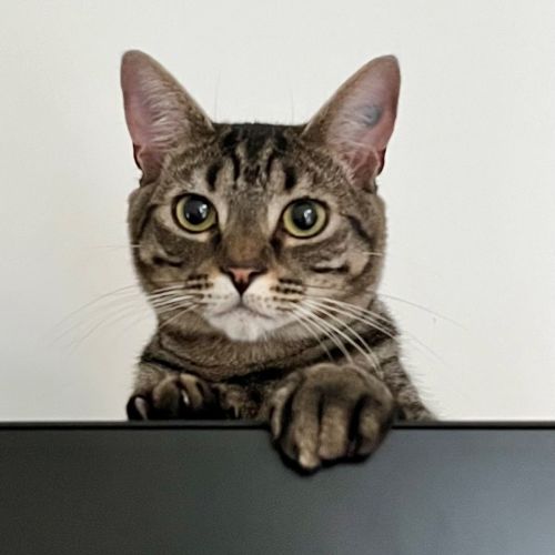 Alfie - Domestic Short Hair (DSH) Cat