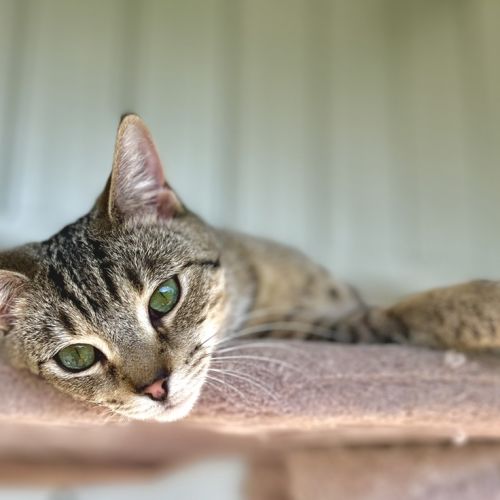 Pilchard - Domestic Short Hair Cat