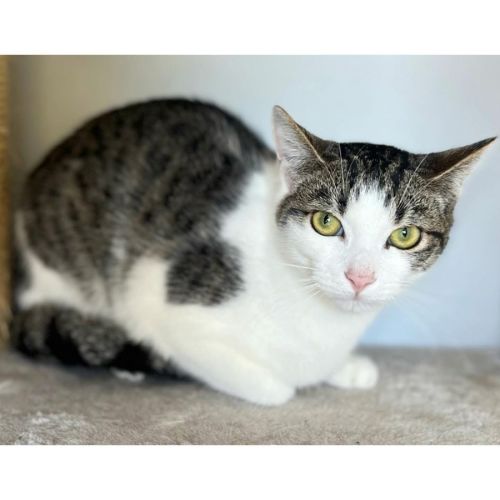 12167 - Laurence  - Domestic Short Hair (DSH) Cat