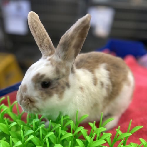 Penny Loafer (bonded With Sandy) - Rabbit   Domestic Rabbit