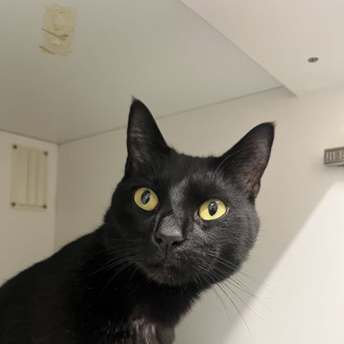 Bruno - Dsh Cat