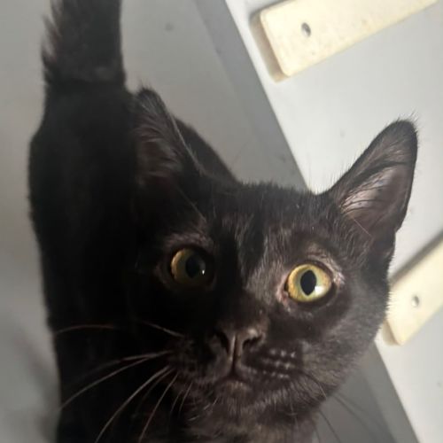 Lucifer - Domestic Short Hair (DSH) Cat