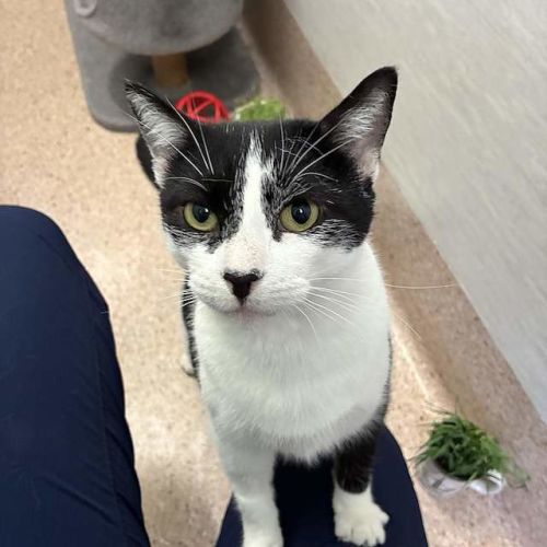 Bindi - Domestic Short Hair (DSH) Cat