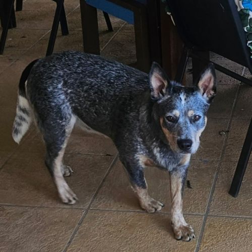 Mirri - Australian Cattle Dog