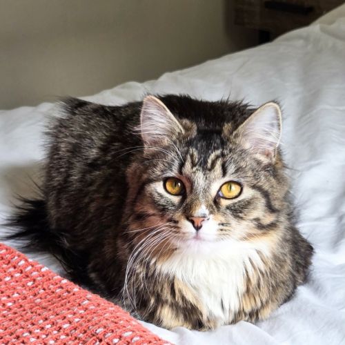 Alice - Domestic Short Hair (DSH) Cat
