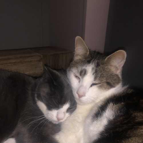 Moose - Domestic Medium Hair (DMH) Cat