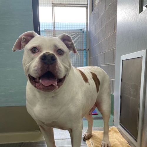 Tama - American Bulldog