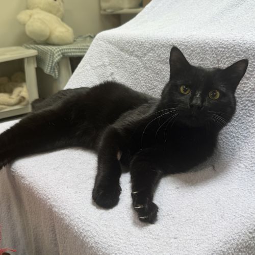 Guthrie - Domestic Short Hair Cat