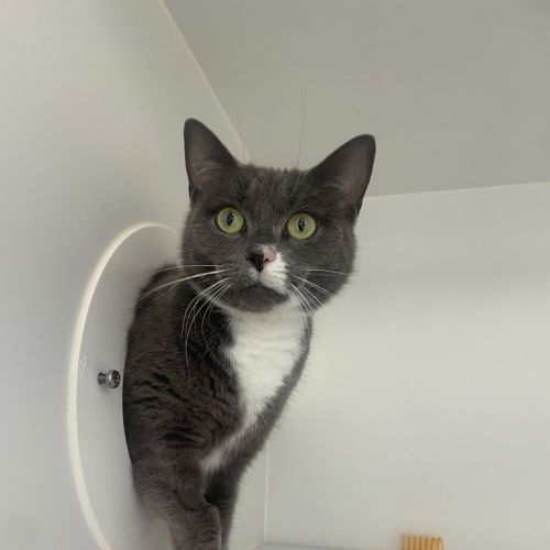 Gigi - Domestic Short Hair Cat