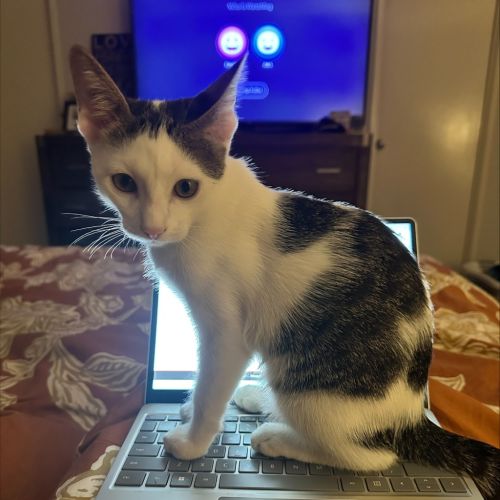 Squeaks - Domestic Short Hair (DSH) Cat