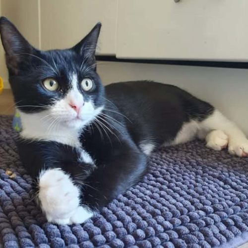 Haven - Domestic Short Hair (DSH) Cat