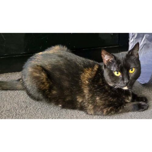 14107 - Darling - Domestic Short Hair (DSH) Cat