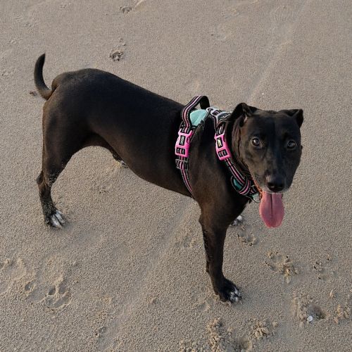 Millie - Mixed breed Dog
