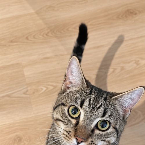 Teriyaki - Domestic Short Hair (DSH) Cat