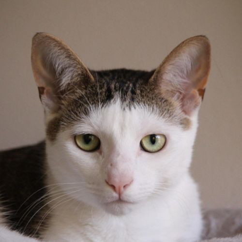 ✨ Nemo & Coco ✨ - Domestic Short Hair (DSH) Cat