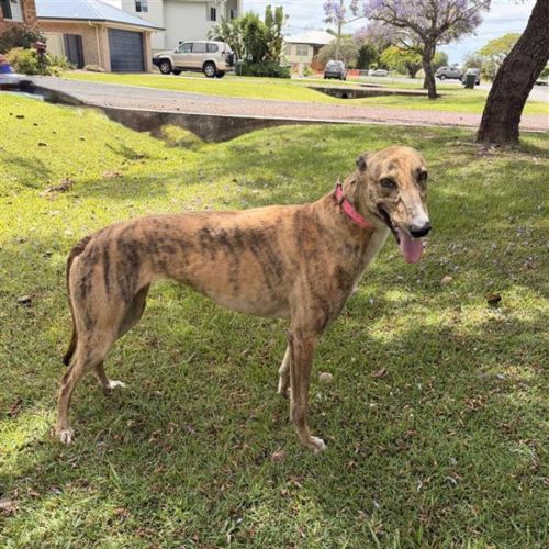 Elsa - Greyhound Dog