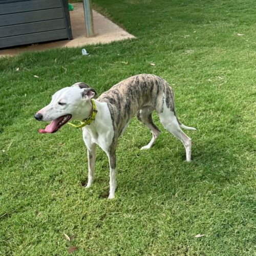 Sebastian - Whippet Dog
