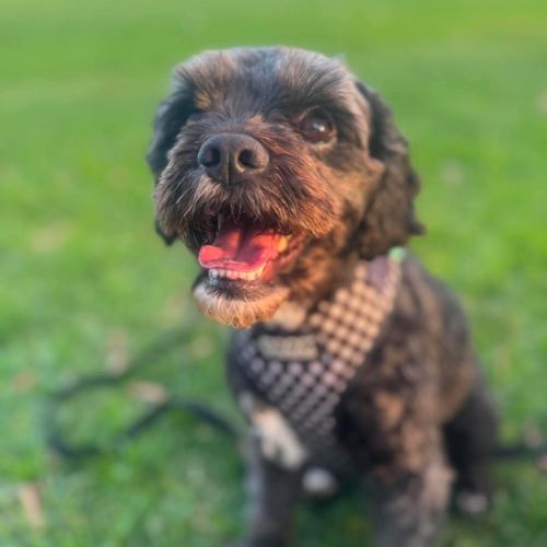 Dobby - Cavalier King Charles Spaniel x Poodle Dog